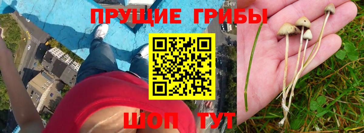 Псилоцибиновые грибы Cubensis  Галлюциногенные грибы GOLDEN TEACHER  Вход с VPN  Новозыбков 